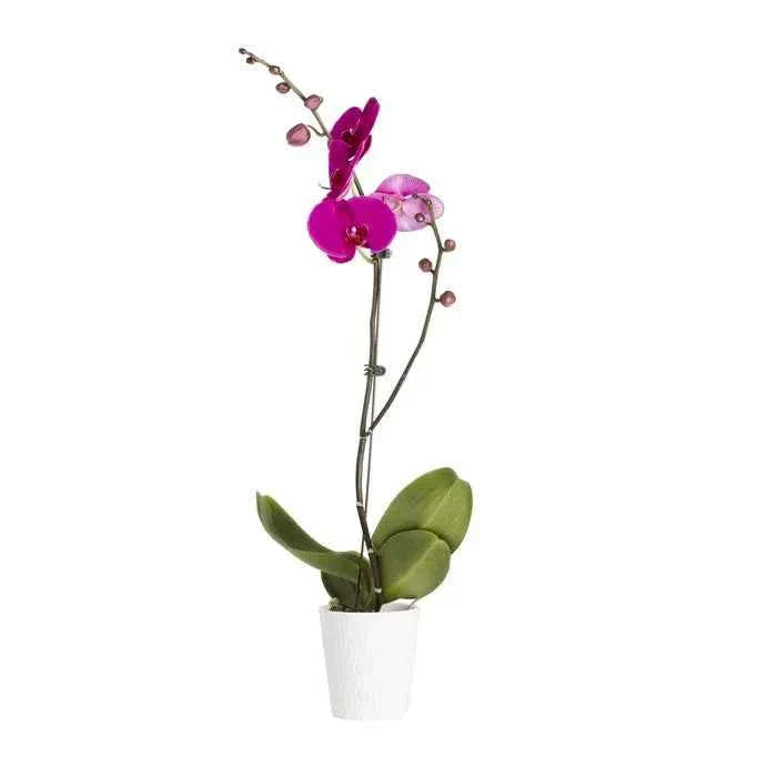 Orchid Purple With Pot
